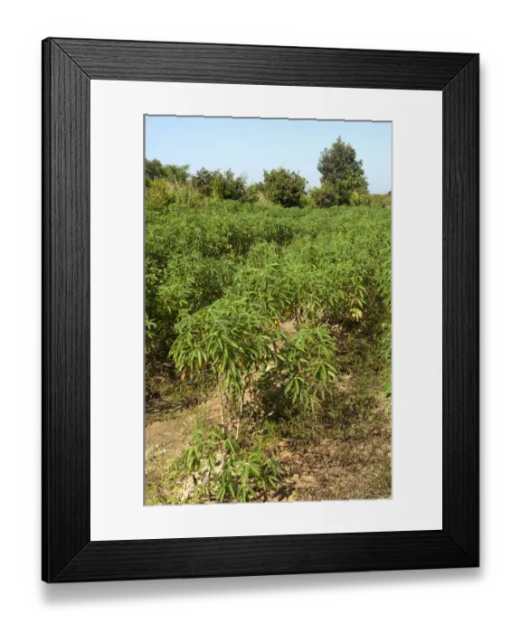 Framed Print : Cultivation of Cassava or Manioc -Manihot esculenta-, Siem Reap, Cambodia, Southeast Asia Framed Print : Cultivation of Cassava or Manioc -Manihot esculenta-, Siem Reap, Cambodia, Southeast Asia