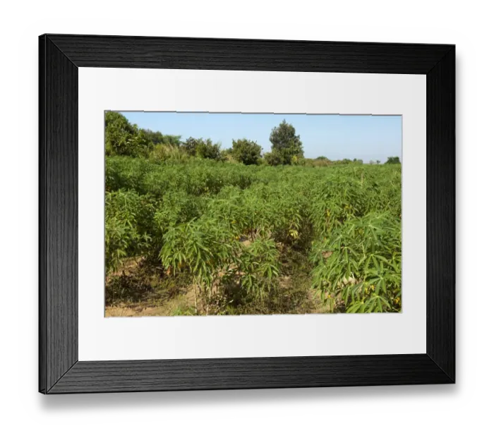 Framed Print : Cultivation of Cassava or Manioc -Manihot esculenta-, Siem Reap, Cambodia, Southeast Asia