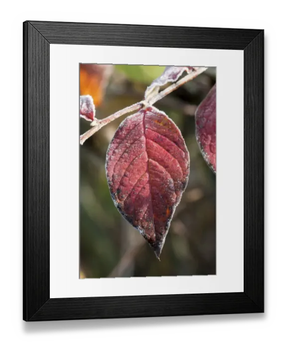 Framed Print : Dogwood -Cornus sanguinea-, single leaf with the first hoarfrost, Untergroeningen, Baden-Wuerttemberg, Germany, Europe Framed Print : Dogwood -Cornus sanguinea-, single leaf with the first hoarfrost, Untergroeningen, Baden-Wuerttemberg, Germany, Europe