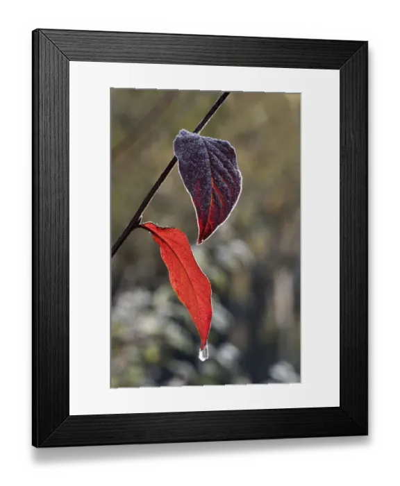 Framed Print : Red Honeysuckle -Lonicera xylosteum-, first hoarfrost on leaves, Untergroeningen, Baden-Wuerttemberg, Germany, Europe Framed Print : Red Honeysuckle -Lonicera xylosteum-, first hoarfrost on leaves, Untergroeningen, Baden-Wuerttemberg, Germany, Europe