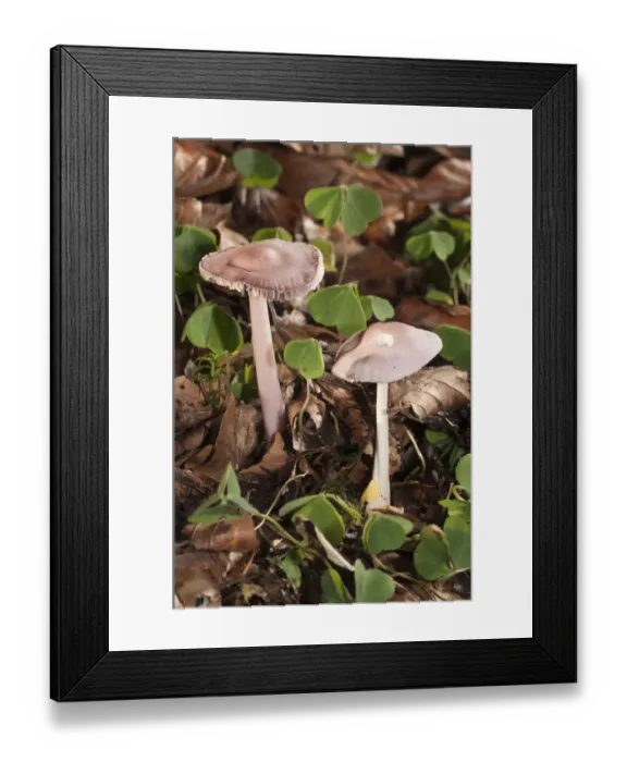 Framed Print : Rosy Bonnet -Mycena rosea-, Untergroeningen, Baden-Wuerttemberg, Germany, Europe Framed Print : Rosy Bonnet -Mycena rosea-, Untergroeningen, Baden-Wuerttemberg, Germany, Europe