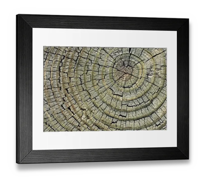 Framed Print : Weathered pine wood, cross-section, Carizzo, Arizona, United States Framed Print : Weathered pine wood, cross-section, Carizzo, Arizona, United States