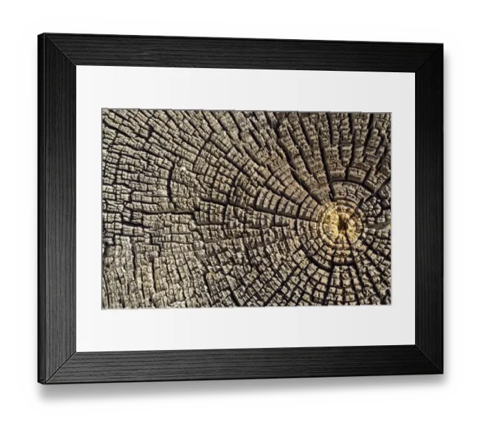 Framed Print : Weathered pine wood, cross-section, Carizzo, Arizona, United States Framed Print : Weathered pine wood, cross-section, Carizzo, Arizona, United States