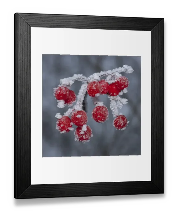 Framed Print : Guelder Rose -Viburnum opulus-, red fruit covered with hoarfrost, Herbsleben, Thuringia, Germany Framed Print : Guelder Rose -Viburnum opulus-, red fruit covered with hoarfrost, Herbsleben, Thuringia, Germany