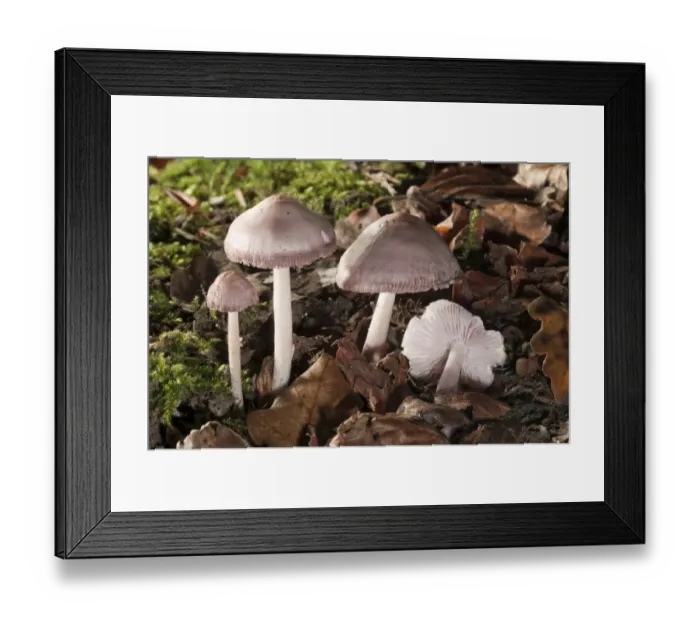 Framed Print : Lilac Bonnet -Mycena pura-, Untergroeningen, Baden-Wuerttemberg, Germany, Europe Framed Print : Lilac Bonnet -Mycena pura-, Untergroeningen, Baden-Wuerttemberg, Germany, Europe