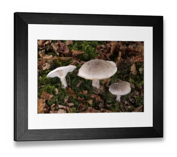 Framed Print : Clouded Agaric or Cloud Funnel -Clitocybe nebularis-, Untergroeningen, Baden-Wuerttemberg, Germany, Europe