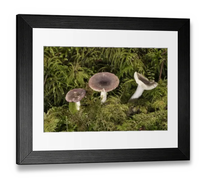 Framed Print : Fragile Brittlegill -Russula fragilis-, Untergroeningen, Baden-Wuerttemberg, Germany, Europe Framed Print : Fragile Brittlegill -Russula fragilis-, Untergroeningen, Baden-Wuerttemberg, Germany, Europe