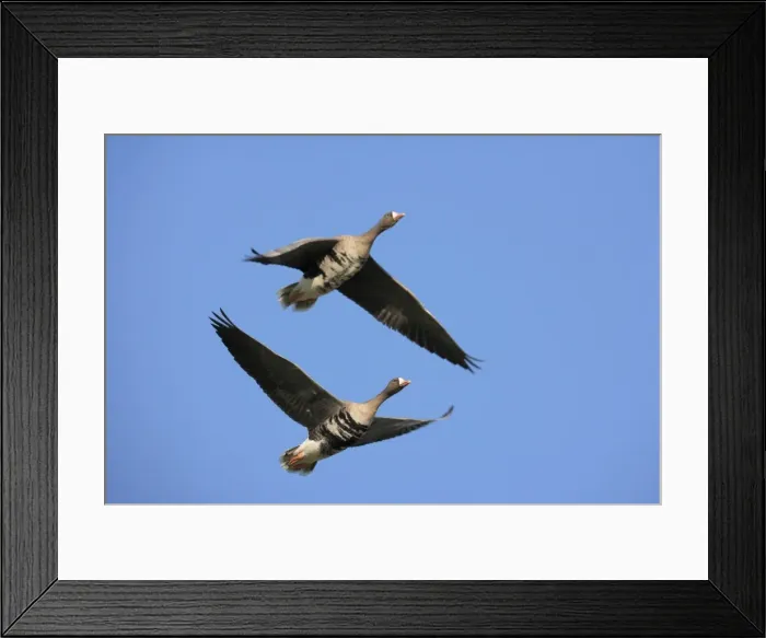 Framed Print : Greater White-fronted Geese -Anser albifrons-, in flight, Bislicher Insel nature reserve, Wesel, North Rhine-Westphalia, Germany, Europe Framed Print : Greater White-fronted Geese -Anser albifrons-, in flight, Bislicher Insel nature reserve, Wesel, North Rhine-Westphalia, Germany, Europe