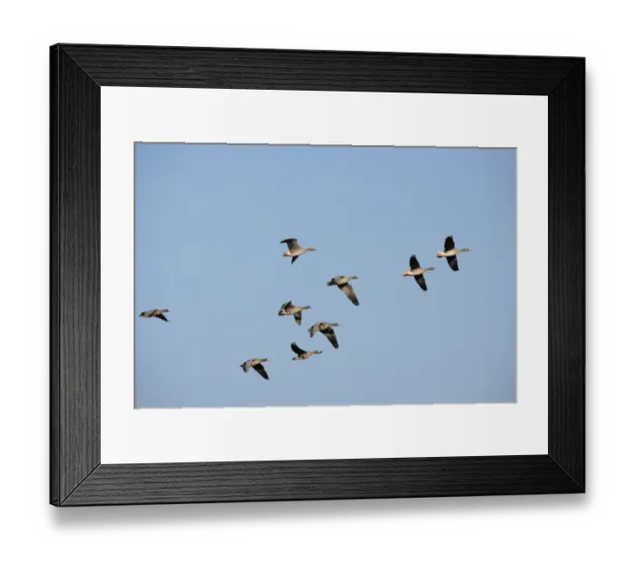 Framed Print : Greater White-fronted Geese -Anser albifrons-, in flight, Bislicher Insel nature reserve, Wesel, North Rhine-Westphalia, Germany, Europe Framed Print : Greater White-fronted Geese -Anser albifrons-, in flight, Bislicher Insel nature reserve, Wesel, North Rhine-Westphalia, Germany, Europe