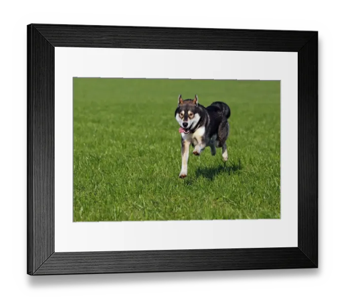 Framed Print : Running young Siberian Husky dog -Canis lupus familiaris- male, domestic dog