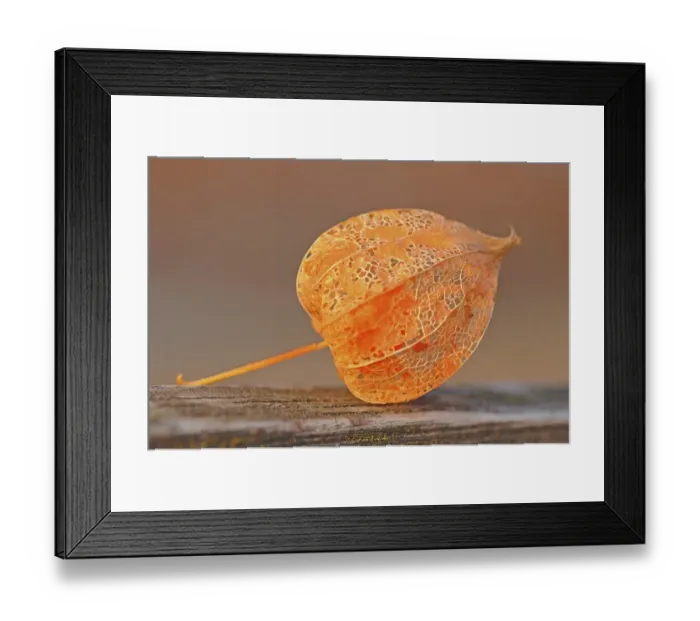 Framed Print : Physalis, Cape gooseberry, Inca or Aztec berry -Physalis peruviana- Framed Print : Physalis, Cape gooseberry, Inca or Aztec berry -Physalis peruviana-