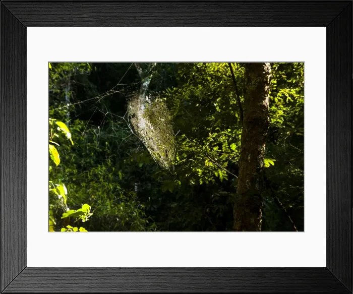 Framed Print : Cobweb in a forest against the light, Northern Thailand, Thailand, Asia Framed Print : Cobweb in a forest against the light, Northern Thailand, Thailand, Asia