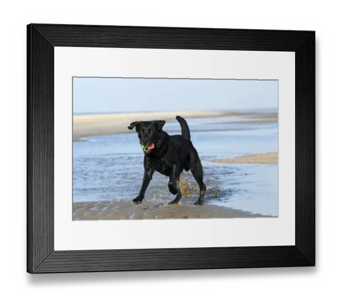 Framed Print : Black Labrador Retriever dog -Canis lupus familiaris-, male dog with a ball on the beach, dog breed Framed Print : Black Labrador Retriever dog -Canis lupus familiaris-, male dog with a ball on the beach, dog breed