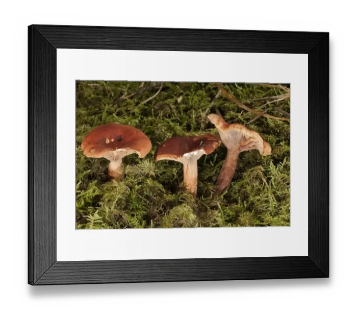 Framed Print : Lactarius Sphagneti -Lactarius sphagneti-, Untergroeningen, Baden-Wuerttemberg, Germany, Europe Framed Print : Lactarius Sphagneti -Lactarius sphagneti-, Untergroeningen, Baden-Wuerttemberg, Germany, Europe