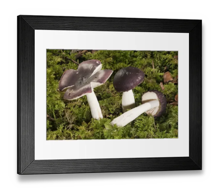 Framed Print : Russula Firmula -Russula firmula-, Untergroeningen, Baden-Wuerttemberg, Germany, Europe Framed Print : Russula Firmula -Russula firmula-, Untergroeningen, Baden-Wuerttemberg, Germany, Europe