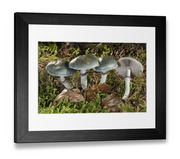 Framed Print : Verdigris Agaric -Stropharia aeruginosa-, Untergroeningen, Baden-Wuerttemberg, Germany, Europe Framed Print : Verdigris Agaric -Stropharia aeruginosa-, Untergroeningen, Baden-Wuerttemberg, Germany, Europe