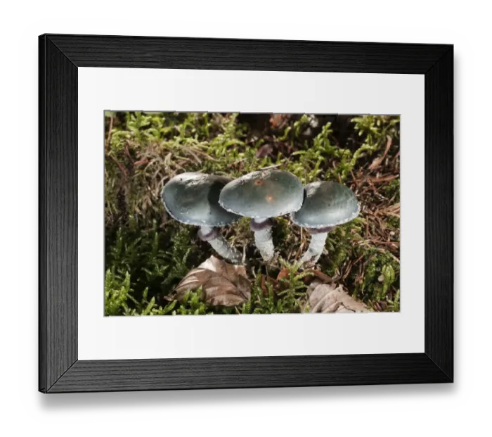 Framed Print : Verdigris Agaric -Stropharia aeruginosa-, Untergroeningen, Baden-Wuerttemberg, Germany, Europe Framed Print : Verdigris Agaric -Stropharia aeruginosa-, Untergroeningen, Baden-Wuerttemberg, Germany, Europe