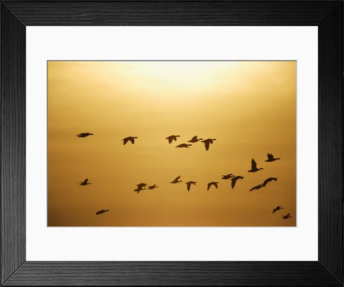 Framed Print : Greater White-fronted Geese -Anser albifrons-, in flight against sunset, Bislicher Insel nature reserve, Wesel, North Rhine-Westphalia, Germany, Europe Framed Print : Greater White-fronted Geese -Anser albifrons-, in flight against sunset, Bislicher Insel nature reserve, Wesel, North Rhine-Westphalia, Germany, Europe