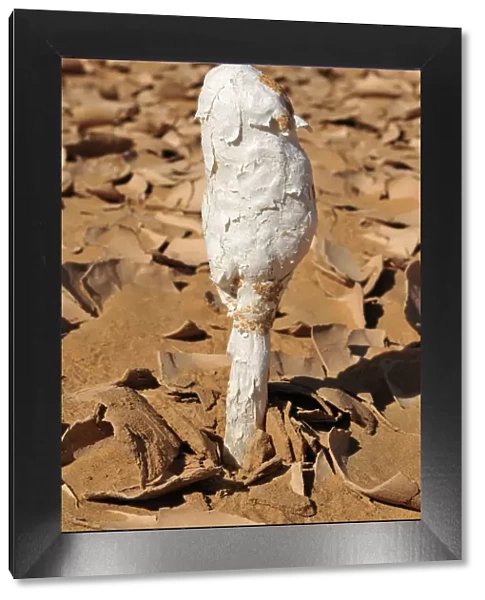Black Powderpuff -Podaxis pistillaris-, wild mushroom growing in the desert of Adrar Tekemberet, Immidir, Algeria, Sahara, North Africa