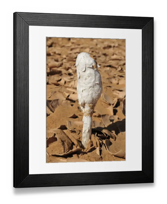 Framed Print : Black Powderpuff -Podaxis pistillaris-, wild mushroom growing in the desert of Adrar Tekemberet, Immidir, Algeria, Sahara, North Africa Framed Print : Black Powderpuff -Podaxis pistillaris-, wild mushroom growing in the desert of Adrar Tekemberet, Immidir, Algeria, Sahara, North Africa