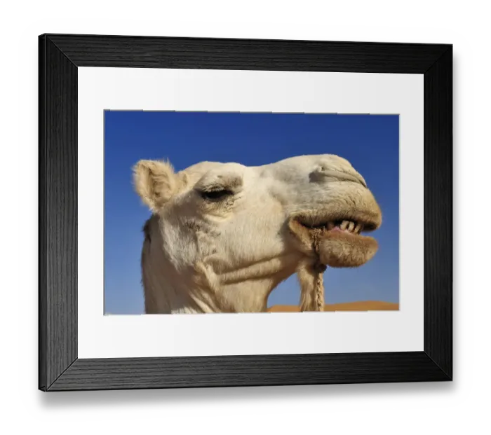Framed Print : Portrait of a camel, Adrar Tekemberet, Immidir, Algeria, Sahara, North Africa Framed Print : Portrait of a camel, Adrar Tekemberet, Immidir, Algeria, Sahara, North Africa