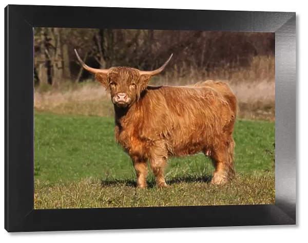 Scottish Highland cattle -Bos primigenius f. taurus-, Allgaeu, Bavaria, Germany, Europe