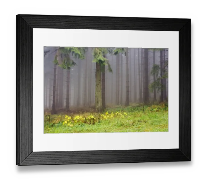 Framed Print : Edge of the spruce forest, Jeseniky Protected Landscape Area, Jesenik district, Olomoucky region, Czech Republic