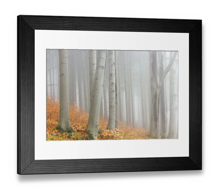 Framed Print : Autumn beech forest, Jeseniky Protected Landscape Area, Jesenik district, Olomoucky region, Czech Republic Framed Print : Autumn beech forest, Jeseniky Protected Landscape Area, Jesenik district, Olomoucky region, Czech Republic