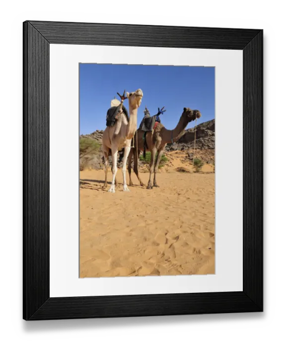 Framed Print : Two riding camels in a vadi or wadi, Arabic term for valley, of Adrar Tekemberet, Immidir, Algeria, Sahara, North Africa Framed Print : Two riding camels in a vadi or wadi, Arabic term for valley, of Adrar Tekemberet, Immidir, Algeria, Sahara, North Africa