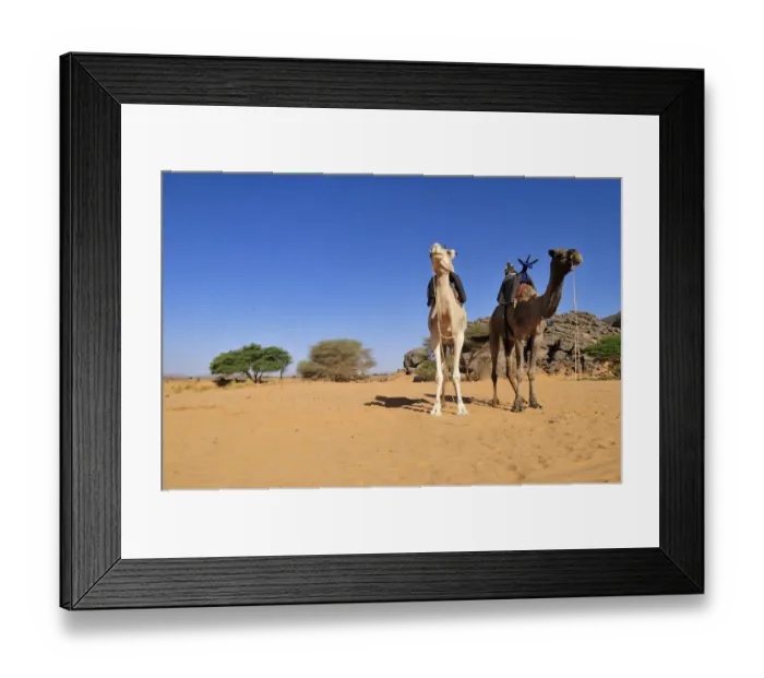 Framed Print : Two riding camels in a vadi or wadi, Arabic term for valley, of Adrar Tekemberet, Immidir, Algeria, Sahara, North Africa