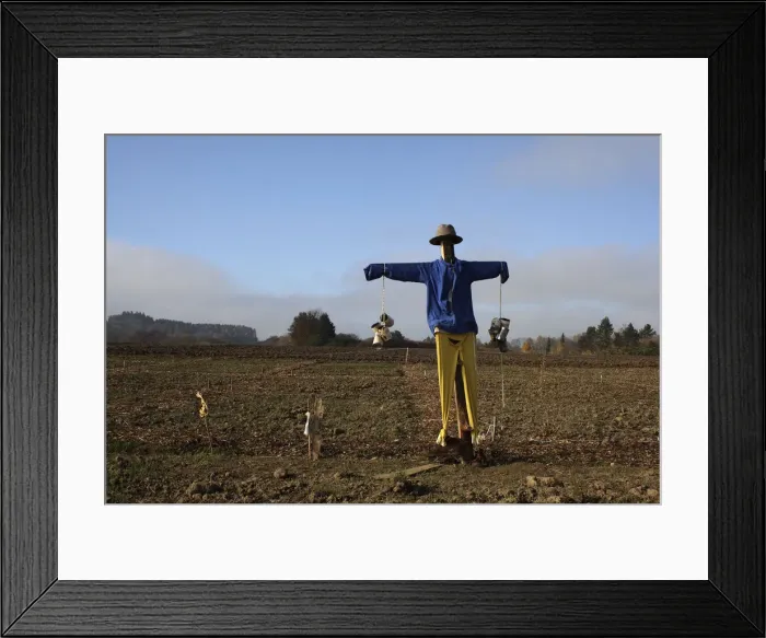 Framed Print : Scarecrow in the field, Upper Swabia, Baden-Wuerttemberg, Germany, Europe Framed Print : Scarecrow in the field, Upper Swabia, Baden-Wuerttemberg, Germany, Europe