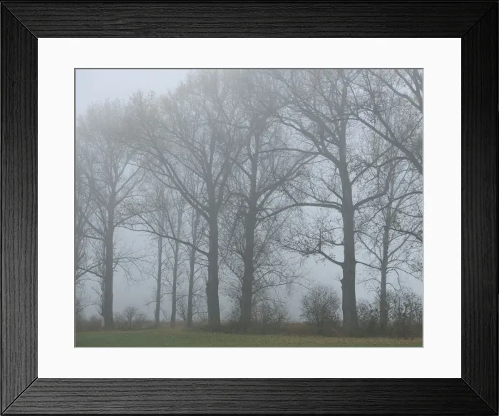 Framed Print : Poplars -Populus- in the autumn fog, Thuringia, Germany Framed Print : Poplars -Populus- in the autumn fog, Thuringia, Germany