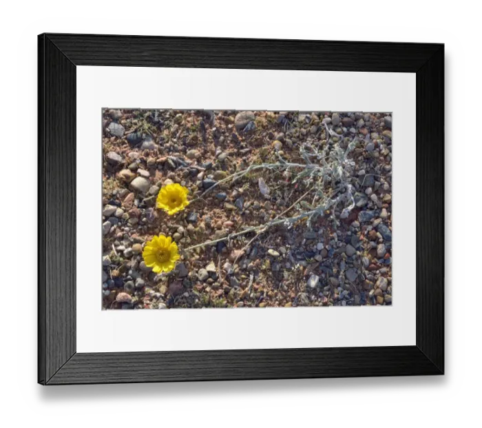 Framed Print : Desert Marigold -Baileya multiradiata-, Lake Powell, Page, Arizona, United States Framed Print : Desert Marigold -Baileya multiradiata-, Lake Powell, Page, Arizona, United States