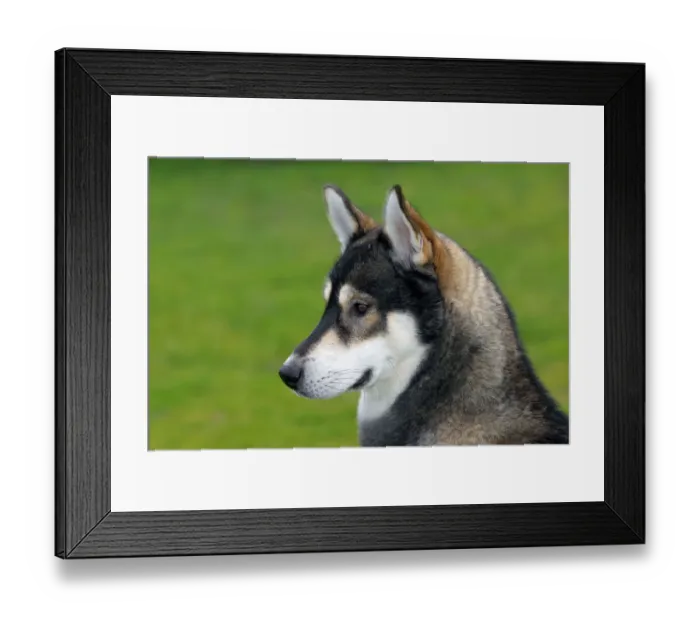 Framed Print : Siberian Husky -Canis lupus familiaris-, one year old male, portrait Framed Print : Siberian Husky -Canis lupus familiaris-, one year old male, portrait