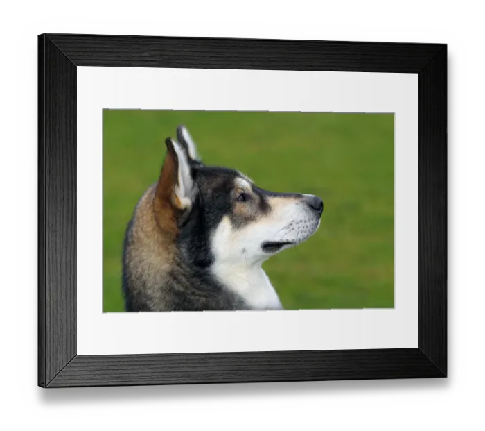 Framed Print : Siberian Husky -Canis lupus familiaris-, one year old male, portrait Framed Print : Siberian Husky -Canis lupus familiaris-, one year old male, portrait