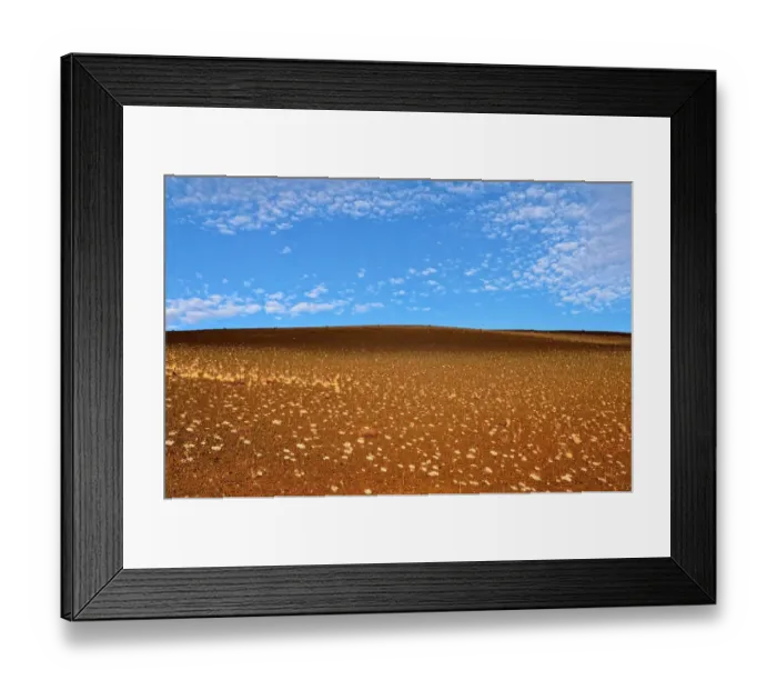 Framed Print : Cushion buckwheat -Eriogonum ovalifolium-, Inferno Cone, Craters of the Moon, Highway 20y, Idaho, United States Framed Print : Cushion buckwheat -Eriogonum ovalifolium-, Inferno Cone, Craters of the Moon, Highway 20y, Idaho, United States
