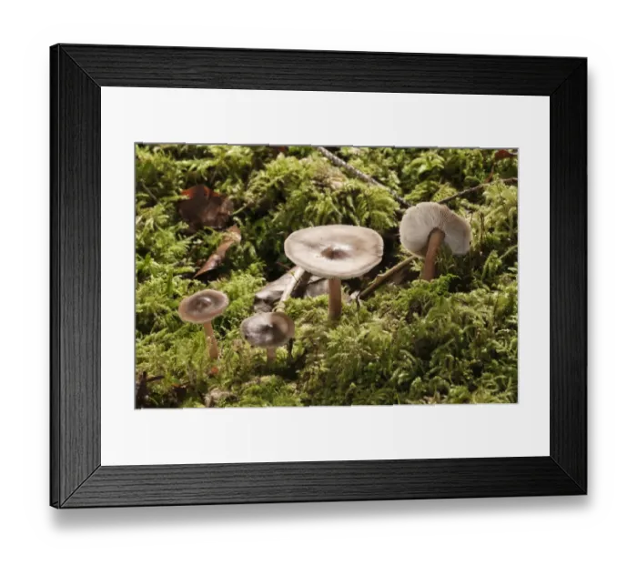 Framed Print : Buttery Collybia -Collybia butyracea var Asema-, Untergroeningen, Baden-Wuerttemberg, Germany, Europe Framed Print : Buttery Collybia -Collybia butyracea var Asema-, Untergroeningen, Baden-Wuerttemberg, Germany, Europe