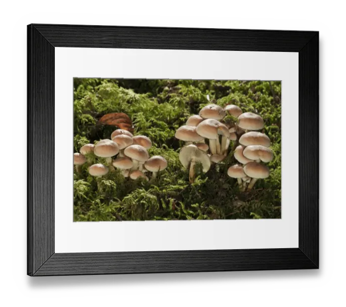 Framed Print : Green leafed Sulphur Tuft or Clustered Woodlover -Hypholoma fasciculare-, Untergroeningen, Baden-Wuerttemberg, Germany, Europe Framed Print : Green leafed Sulphur Tuft or Clustered Woodlover -Hypholoma fasciculare-, Untergroeningen, Baden-Wuerttemberg, Germany, Europe
