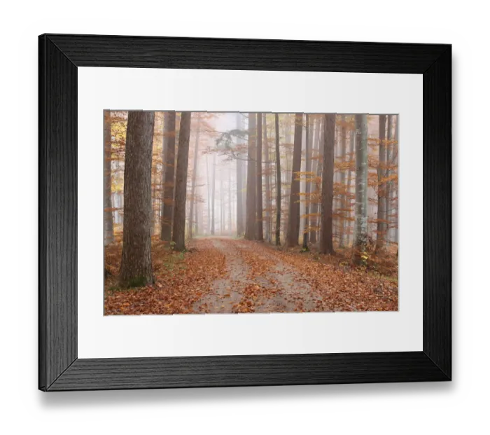 Framed Print : Fog in a colourful forest in autumn with beeches -Fagus sylvatica- and noble firs -Abies procera-, Unterallgaeu, Allgaeu, Bavaria, Germany, Europe Framed Print : Fog in a colourful forest in autumn with beeches -Fagus sylvatica- and noble firs -Abies procera-, Unterallgaeu, Allgaeu, Bavaria, Germany, Europe