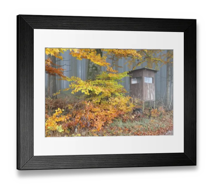Framed Print : Deerstand underneath the colourful autumn leaves of a beech -Fagus sylvatica-, Unterallgaeu, Allgaeu, Bavaria, Germany, Europe Framed Print : Deerstand underneath the colourful autumn leaves of a beech -Fagus sylvatica-, Unterallgaeu, Allgaeu, Bavaria, Germany, Europe