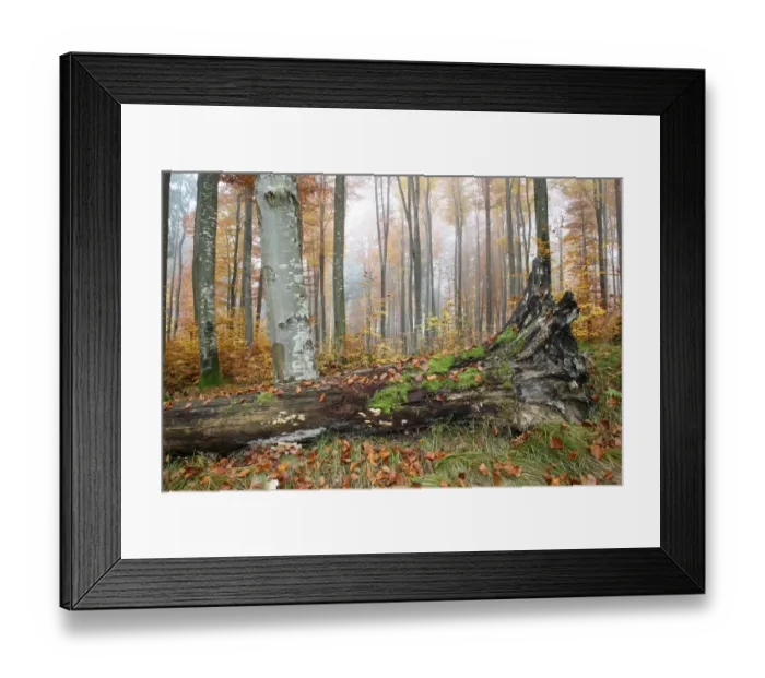 Framed Print : Colourful forest in autumn with beeches -Fagus sylvatica-, Unterallgaeu, Allgaeu, Bavaria, Germany, Europe Framed Print : Colourful forest in autumn with beeches -Fagus sylvatica-, Unterallgaeu, Allgaeu, Bavaria, Germany, Europe