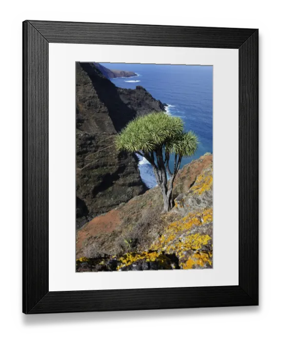 Framed Print : Canary Islands Dragon Tree -Dracaena draco-, coast near El Tablado, La Palma, Canary Islands, Spain, Europe, PublicGround Framed Print : Canary Islands Dragon Tree -Dracaena draco-, coast near El Tablado, La Palma, Canary Islands, Spain, Europe, PublicGround