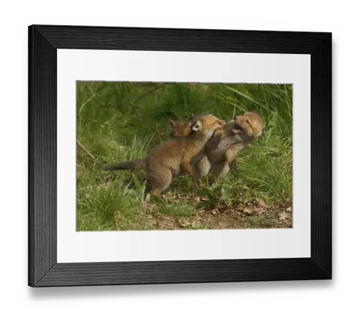Framed Print : Young red foxes -Vulpes vulpes- playing, Hagen, Germany Framed Print : Young red foxes -Vulpes vulpes- playing, Hagen, Germany