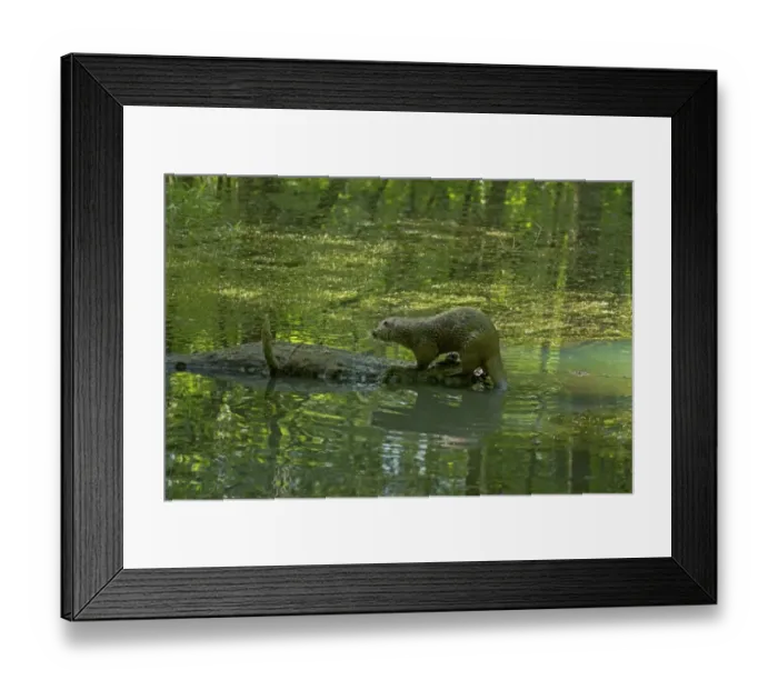 Framed Print : Otter -Lutra lutra- on tree trunk in the water, Isselburg, Germany