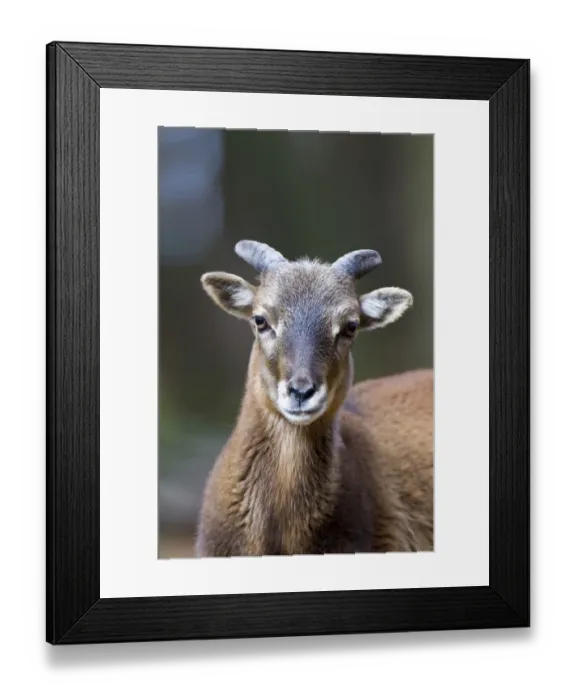 Framed Print : Mouflon -Ovis orientalis musimon-, Daun wildlife park, Rhineland-Palatinate, Germany, Europe Framed Print : Mouflon -Ovis orientalis musimon-, Daun wildlife park, Rhineland-Palatinate, Germany, Europe