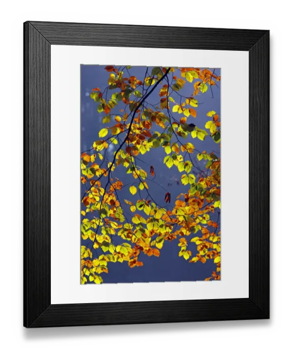 Framed Print : Autumn-coloured leaves, European Beech -Fagus sylvatica- Framed Print : Autumn-coloured leaves, European Beech -Fagus sylvatica-