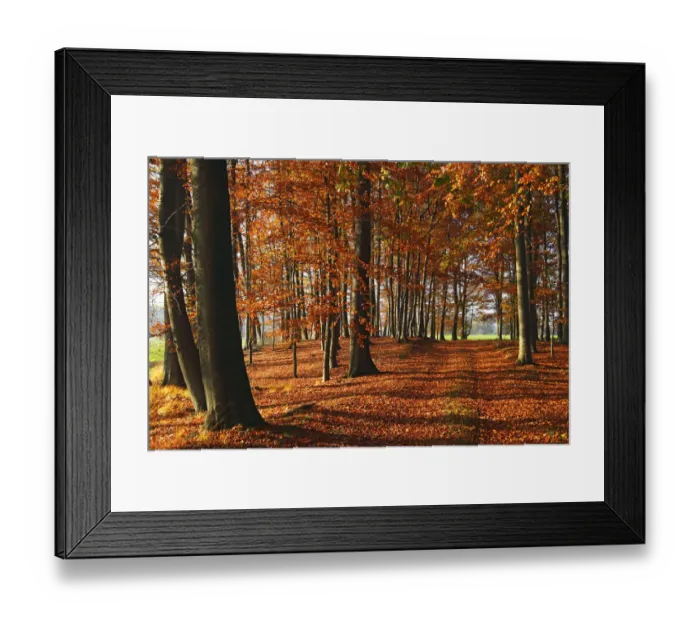 Framed Print : Beech grove with autumn-coloured leaves, European Beech -Fagus sylvatica- Framed Print : Beech grove with autumn-coloured leaves, European Beech -Fagus sylvatica-