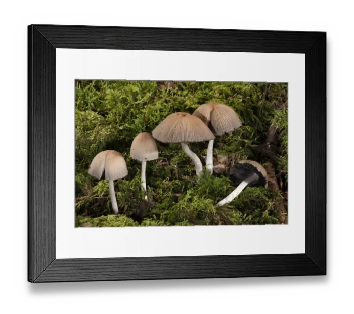 Framed Print : Mica Cap or Glistening Inky Cap -Coprinus micaceus-, Untergroeningen, Baden-Wuerttemberg, Germany, Europe Framed Print : Mica Cap or Glistening Inky Cap -Coprinus micaceus-, Untergroeningen, Baden-Wuerttemberg, Germany, Europe