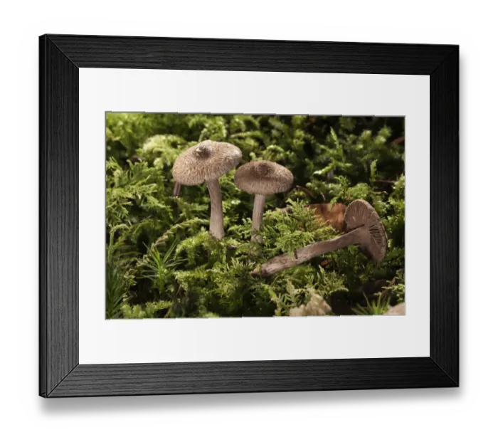 Framed Print : Brown Violet Fiber Caps -Inocybe cincinata-, Untergroeningen, Baden-Wuerttemberg, Germany, Europe Framed Print : Brown Violet Fiber Caps -Inocybe cincinata-, Untergroeningen, Baden-Wuerttemberg, Germany, Europe
