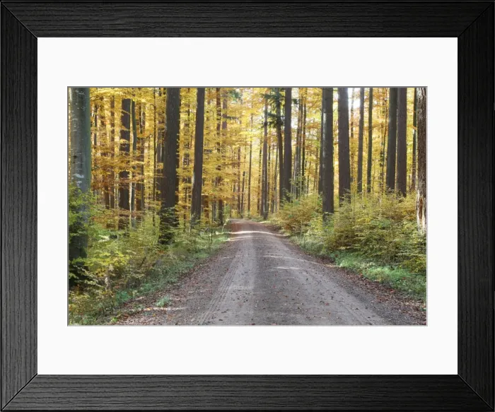 Framed Print : Colourful autumnal forest, Unterallgaeu, Allgaeu, Bavaria, Germany, Europe Framed Print : Colourful autumnal forest, Unterallgaeu, Allgaeu, Bavaria, Germany, Europe